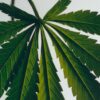 Stort marihuana-lys Stort marihuana-lys