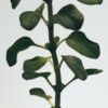 Liten oregano-stearinlys