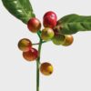 loewe Wild Coffee EDP 100 ml