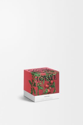 Lys med små tomatblader