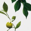 Midi Earl Grey-stearinlys