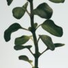 Oregano flytende såpe