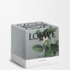 Stort kaprifolium-lys